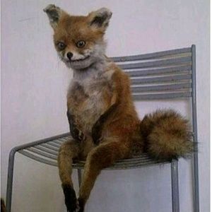 Meet your Posher, Junior